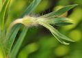 Kukol(agrostemma): 잡초 또는 장식용 꽃?