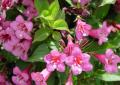 Reproduction methods and features of pruning weigela