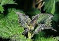 Magic herb Nettle: magical properties