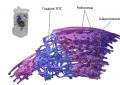 Structure and functions of the endoplasmic reticulum