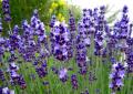 Lavender: planting and care in open ground, types and varieties Features of planting lavender at home