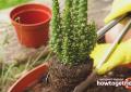 When and how to replant a cactus correctly