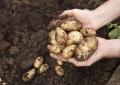 When to dig potatoes according to the lunar calendar Unfavorable time for planting and harvesting