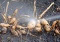 Dahlias: cleaning and storing tubers How to preserve dahlia tubers in an apartment in winter