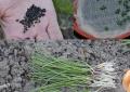How to grow onion sets from seeds