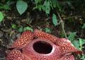 Rafflesia is a unique parasite Brief information about the Rafflesia plant