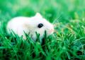 흰 쥐가 꿈꾸는 이유는 무엇입니까?