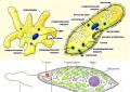 Morphology of human pathogenic protozoa