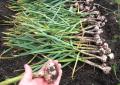Growing Garlic - Revealing the Secrets to a Great Harvest When Winter Garlic Plants