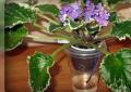 Violet - home care: planting, watering and propagation Violet planting and care