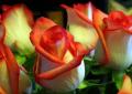 Кариоптерис — нет ничего проще и красивее Уход за розами подготовка к зиме