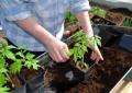 Planting tomatoes in May: favorable days and useful tips