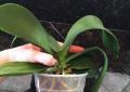 If the favorite orchid has rotted the roots: how to save it