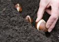 When and how to plant tulips in autumn