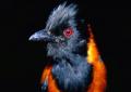 Poisonous bird species: names, characteristics and photos