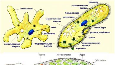 Morphology of human pathogenic protozoa