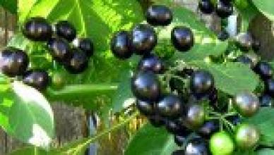 Anise lofant (photo) beneficial properties planting and care Care tips