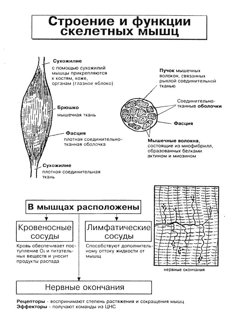 Строение и функции мышц. Строение скелетной мускулатуры таблица. Строение и свойства скелетной мускулатуры.. Строение скелетной мышцы вид сбоку. Строение и функции скелетных мышц.